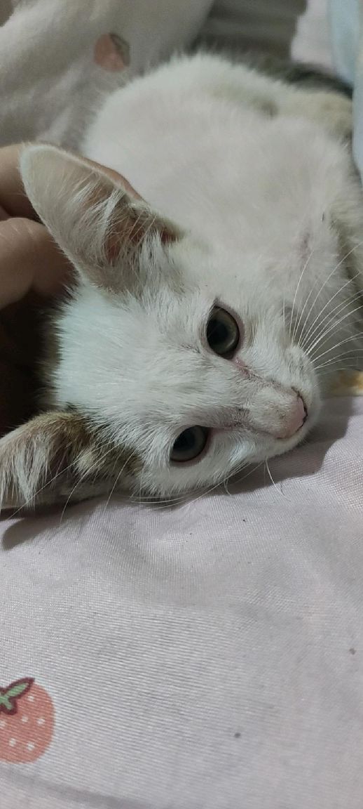 猫图片|宠物猫|猫咪|