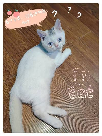 猫图片|宠物猫|猫咪|