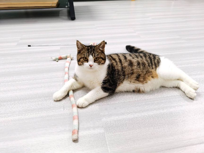 猫图片|宠物猫|猫咪|