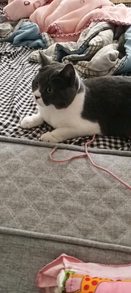 猫图片|宠物猫|猫咪|