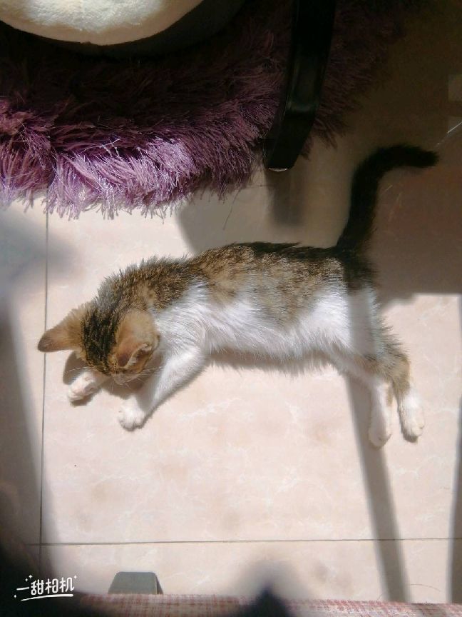 猫图片|宠物猫|猫咪|