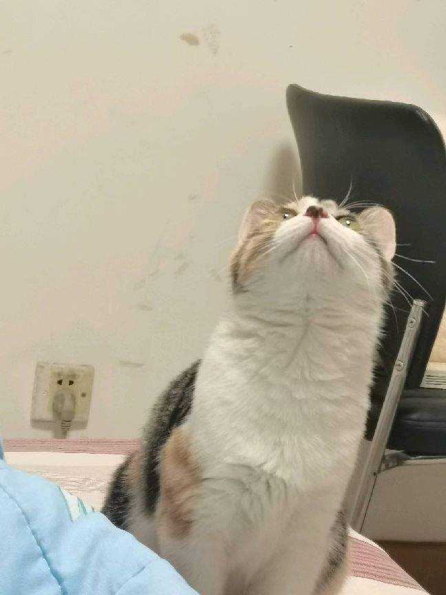 猫图片|宠物猫|猫咪|