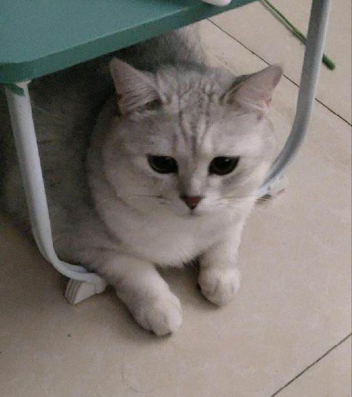 猫图片|宠物猫|猫咪|