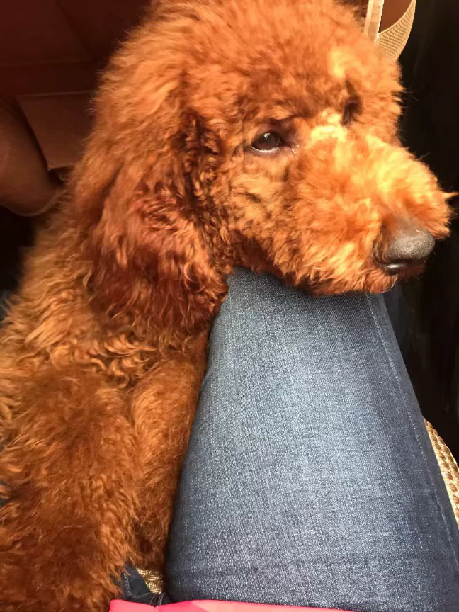 猫图片|宠物猫|猫咪|