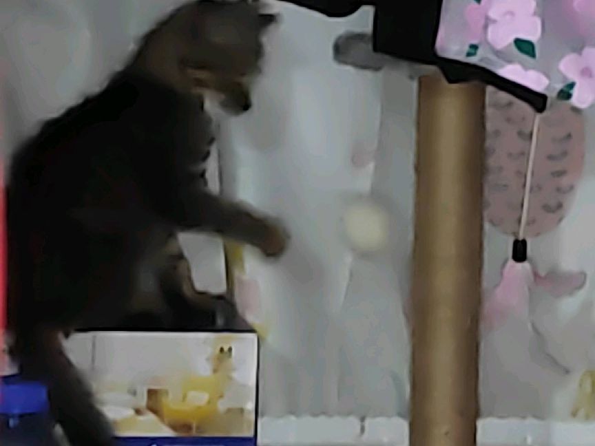 猫图片|宠物猫|猫咪|