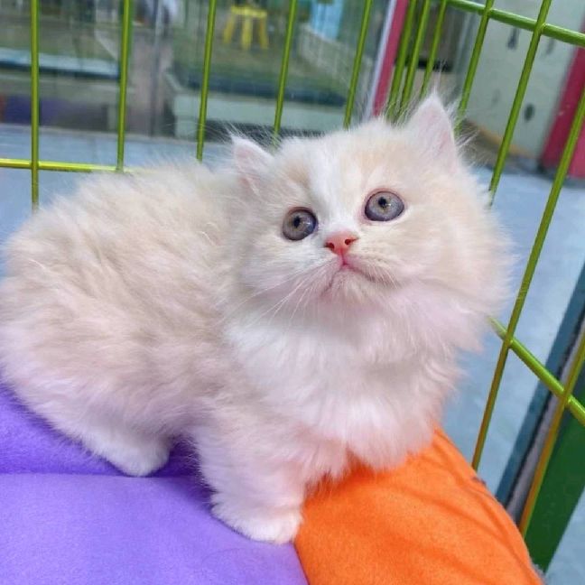 猫图片|宠物猫|猫咪|