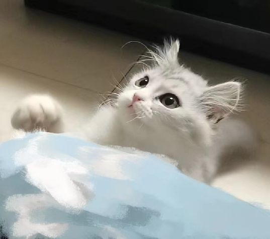 猫图片|宠物猫|猫咪|