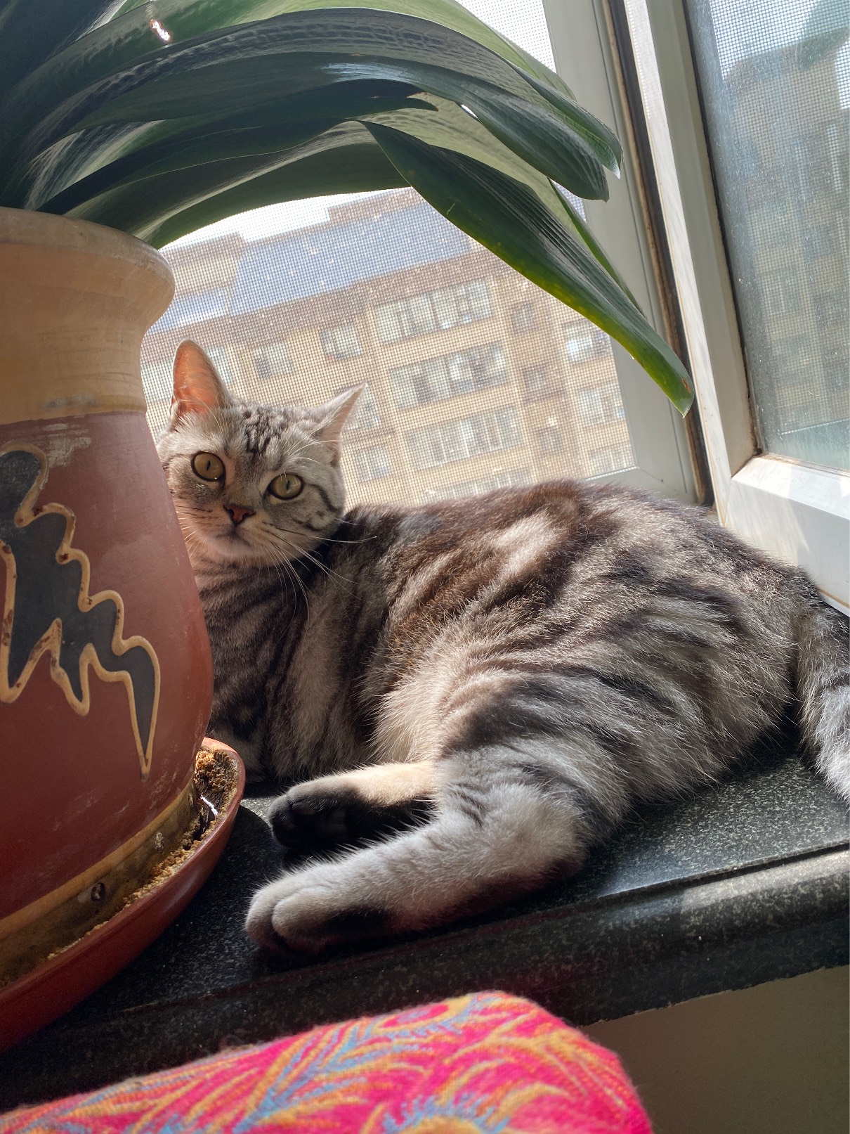 猫图片|宠物猫|猫咪|