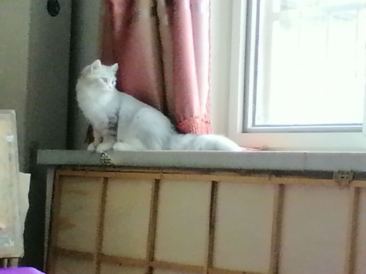 猫图片|宠物猫|猫咪|