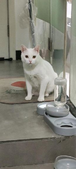 猫图片|宠物猫|猫咪|