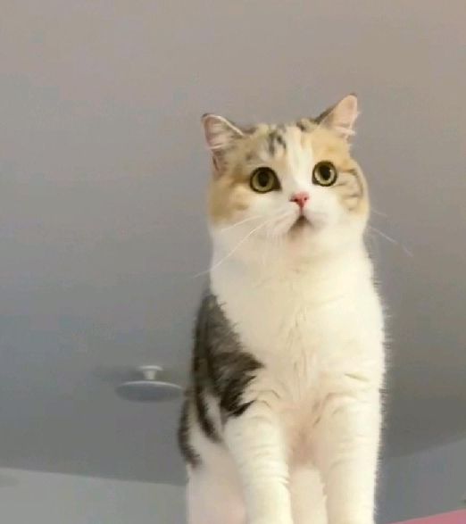 猫图片|宠物猫|猫咪|