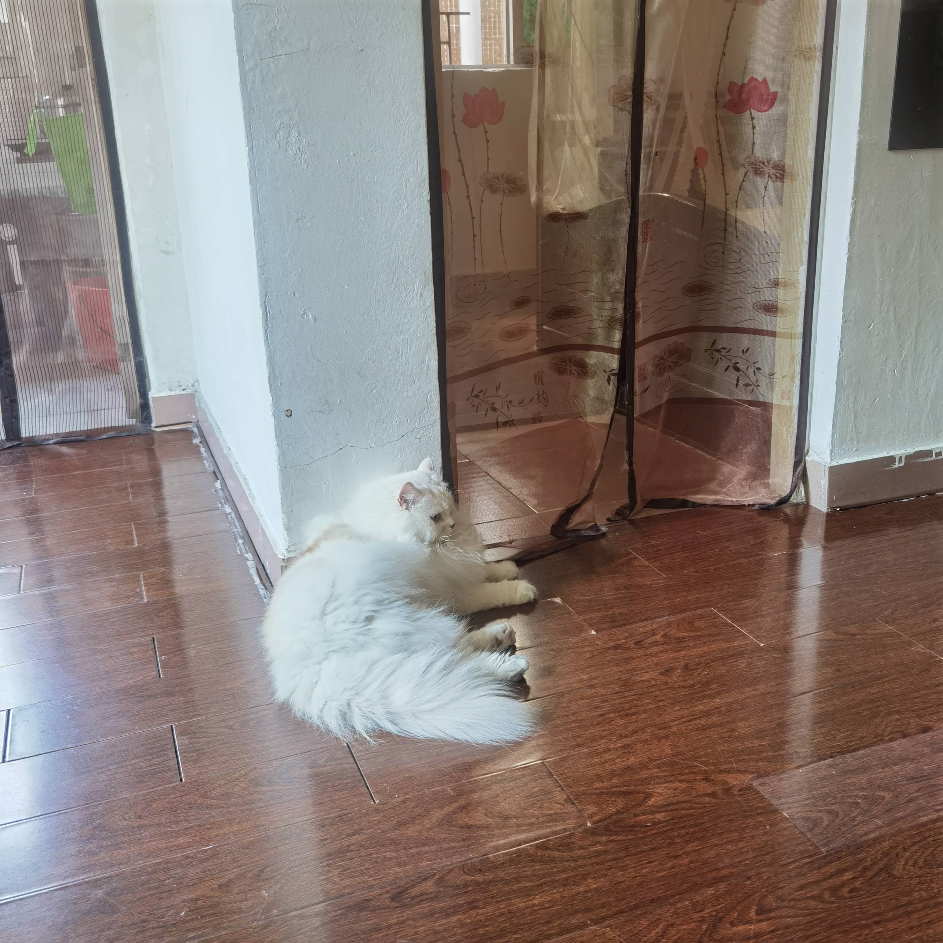 猫图片|宠物猫|猫咪|