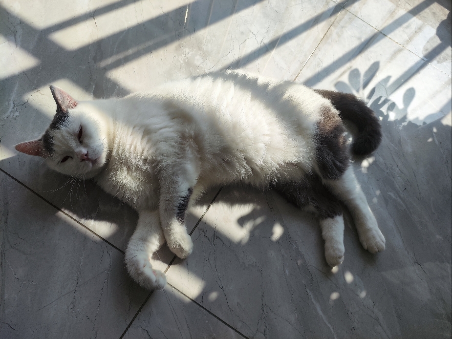 猫图片|宠物猫|猫咪|