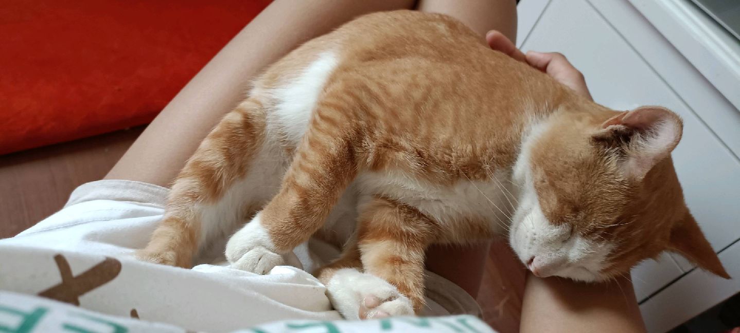 猫图片|宠物猫|猫咪|