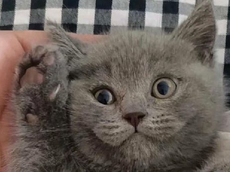 猫图片|宠物猫|猫咪|