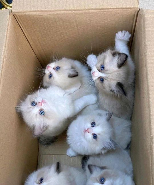 猫图片|宠物猫|猫咪|