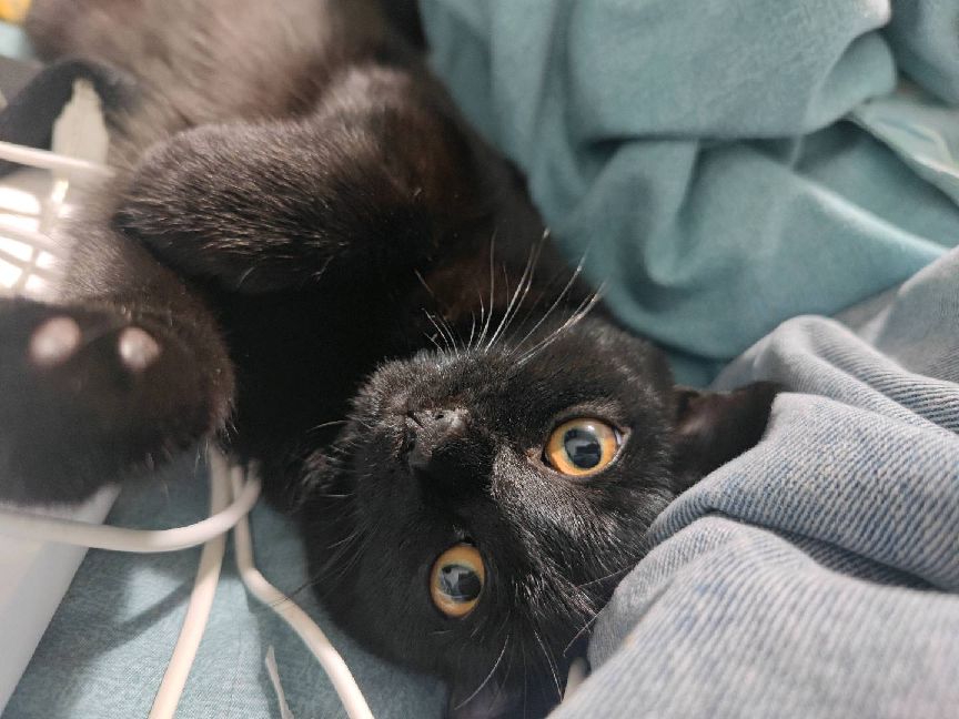 猫图片|宠物猫|猫咪|