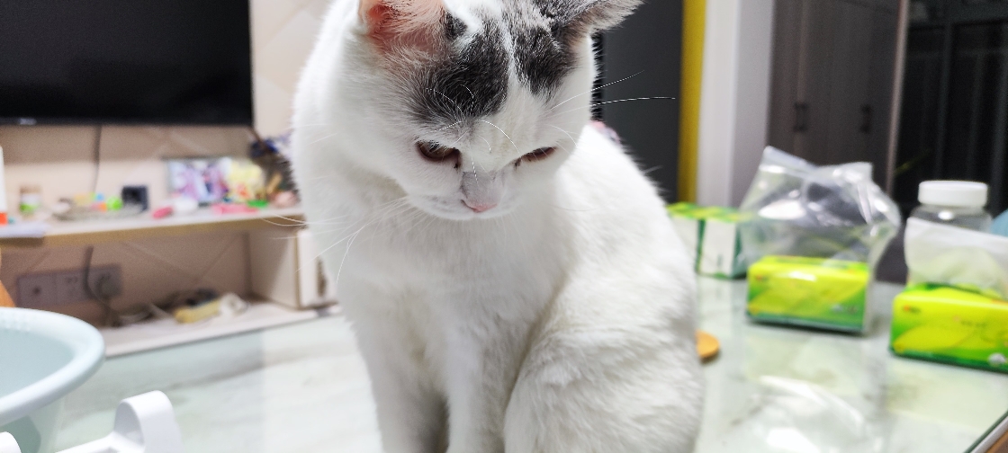 猫图片|宠物猫|猫咪|