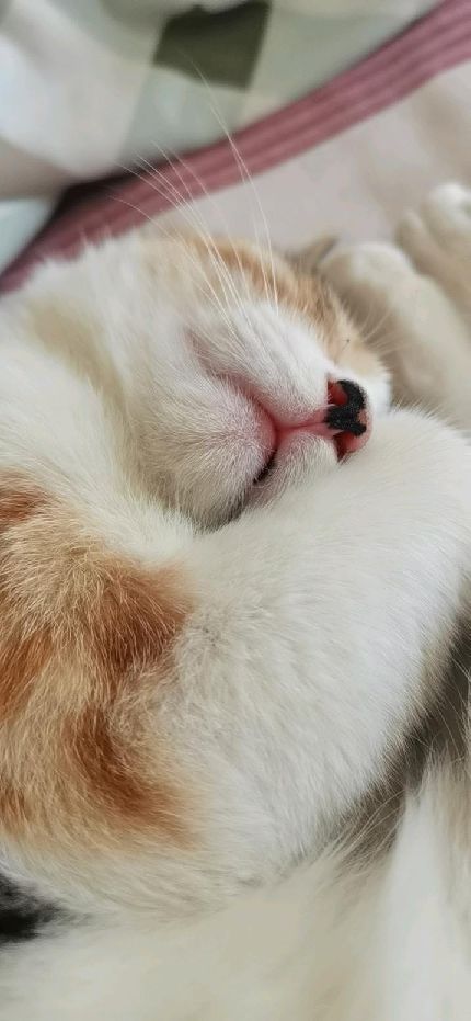 猫图片|宠物猫|猫咪|