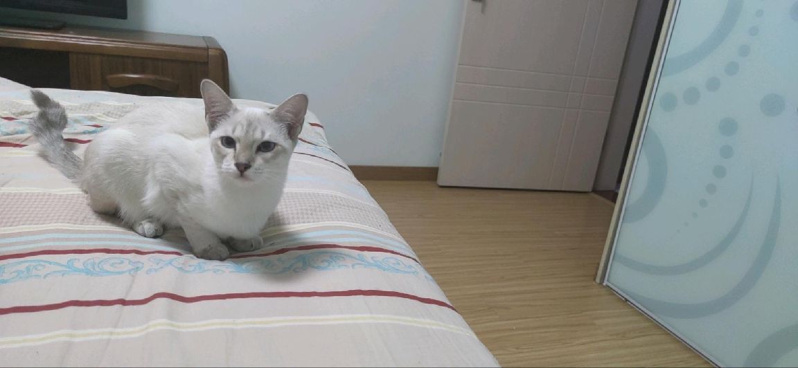 猫图片|宠物猫|猫咪|