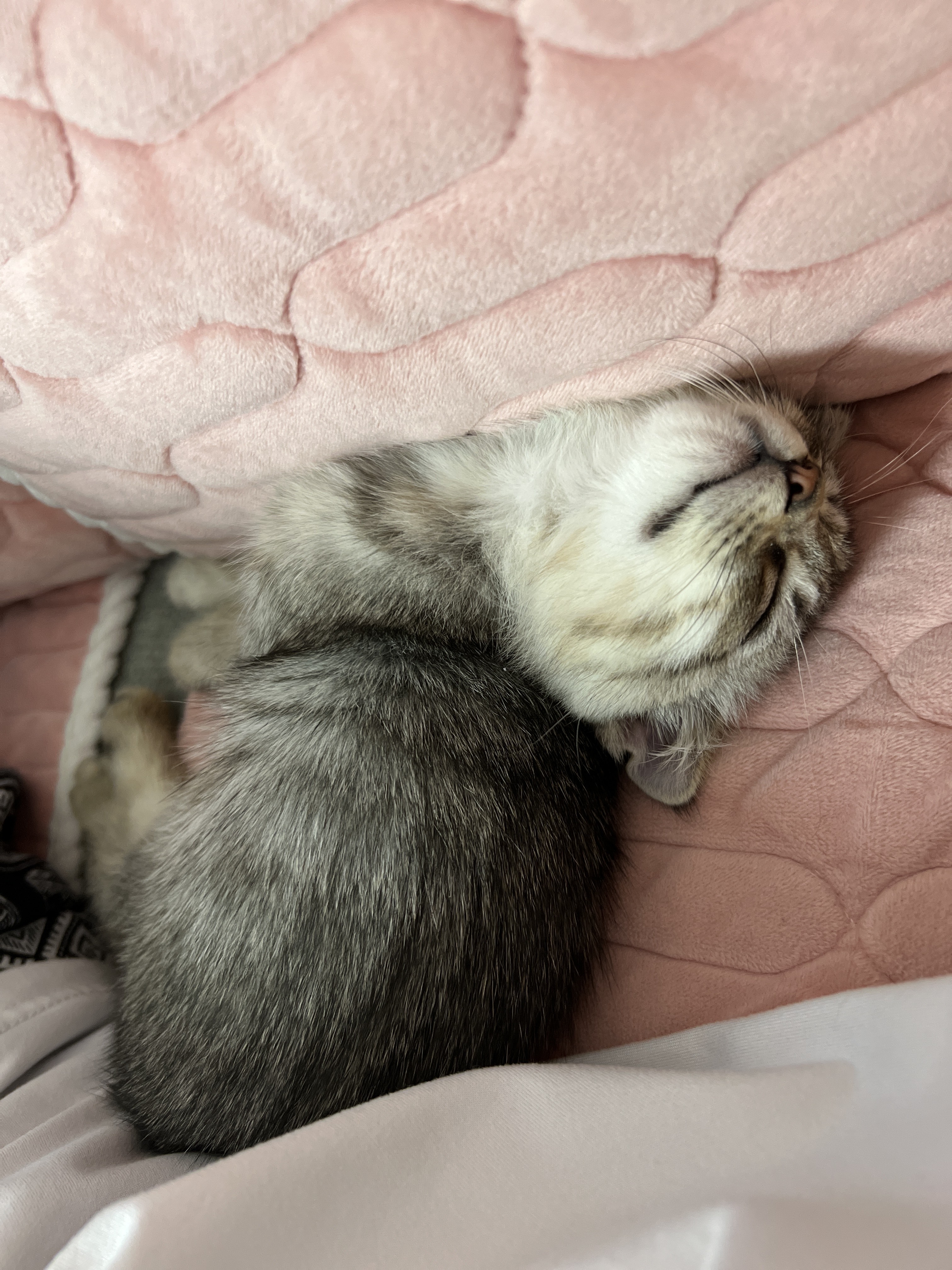 猫图片|宠物猫|猫咪|