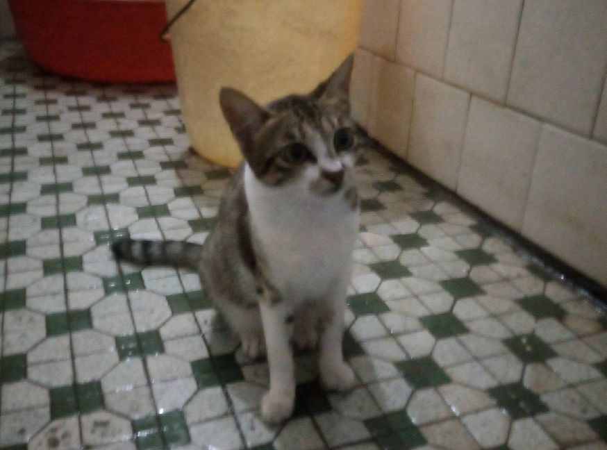 猫图片|宠物猫|猫咪|