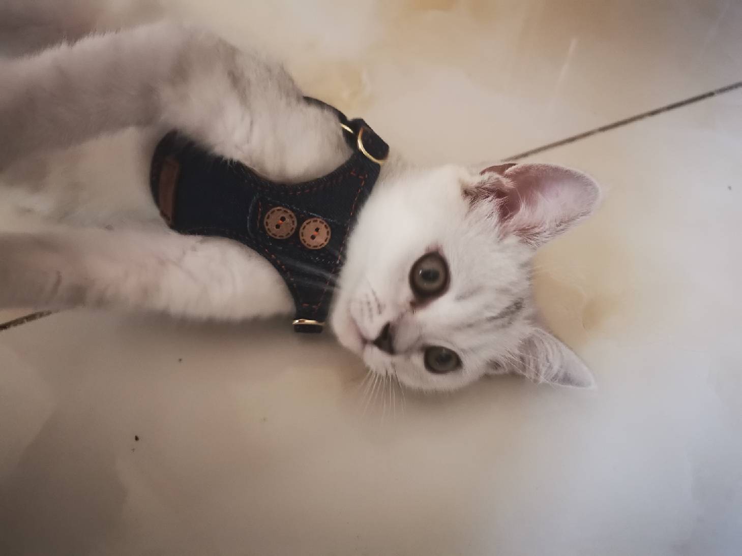 猫图片|宠物猫|猫咪|