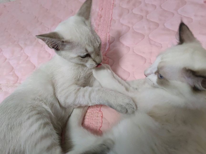 猫图片|宠物猫|猫咪|