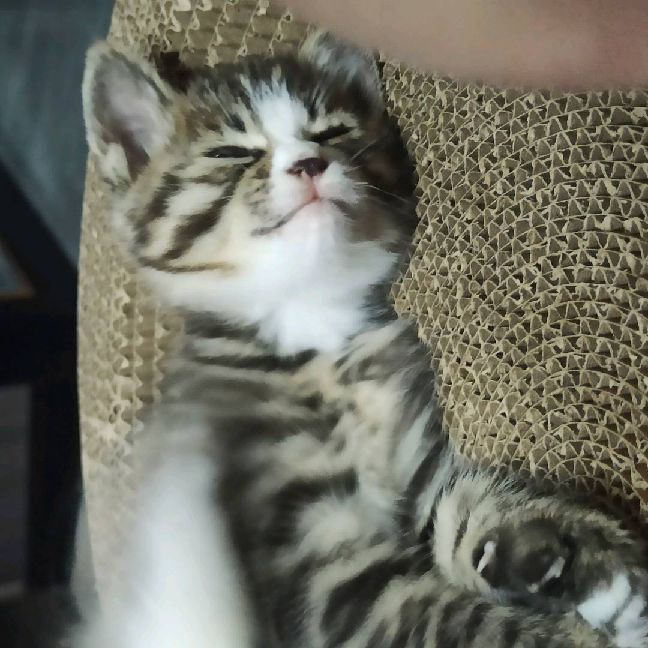 猫图片|宠物猫|猫咪|