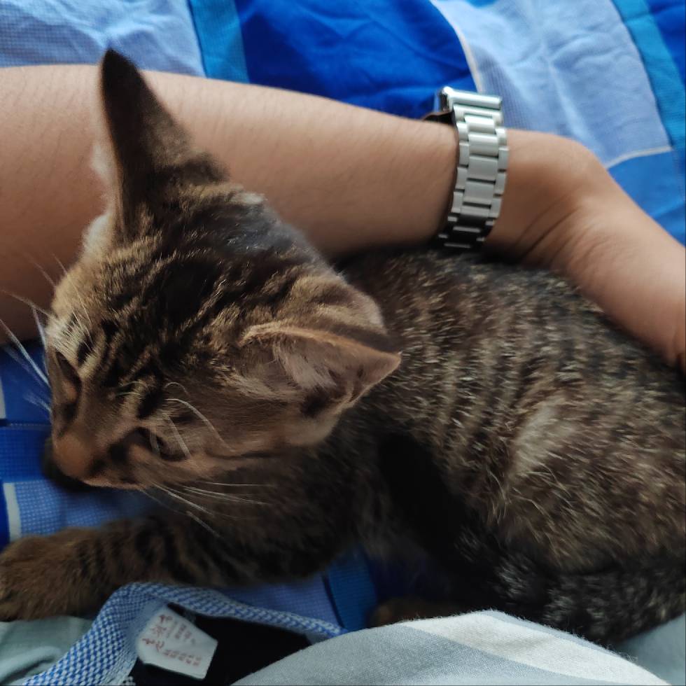 猫图片|宠物猫|猫咪|