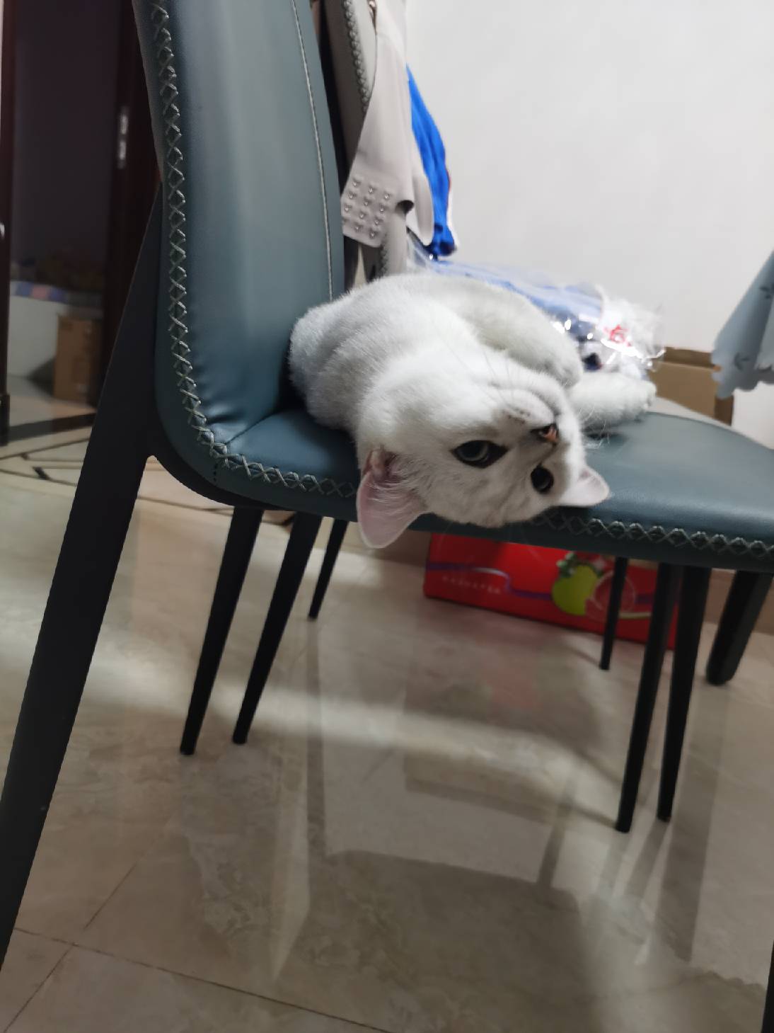 猫图片|宠物猫|猫咪|