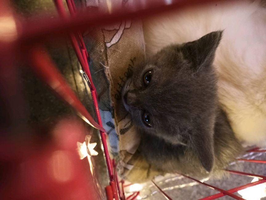 猫图片|宠物猫|猫咪|