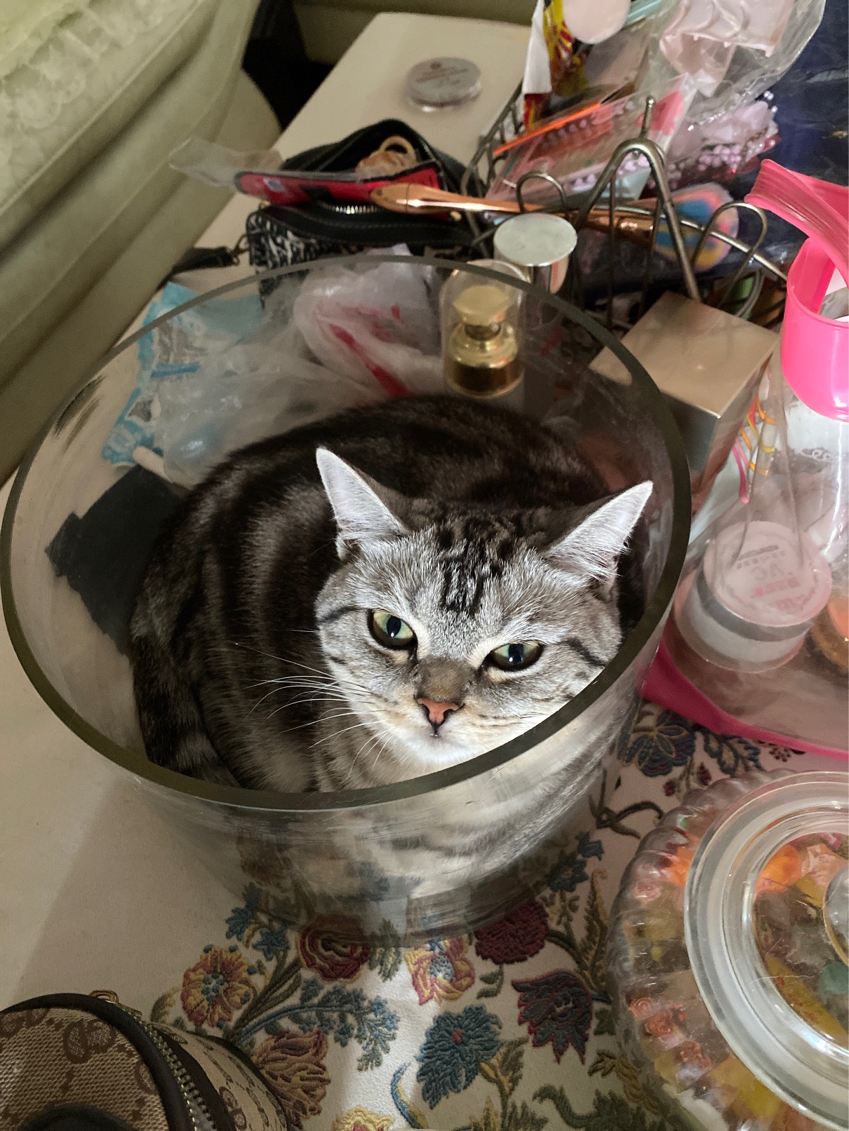 猫图片|宠物猫|猫咪|