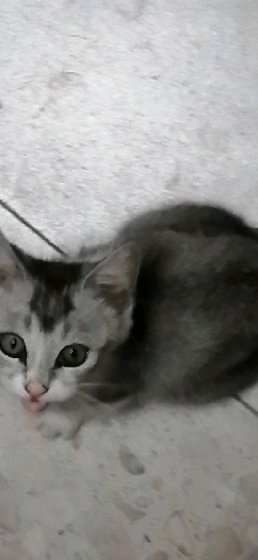 猫图片|宠物猫|猫咪|