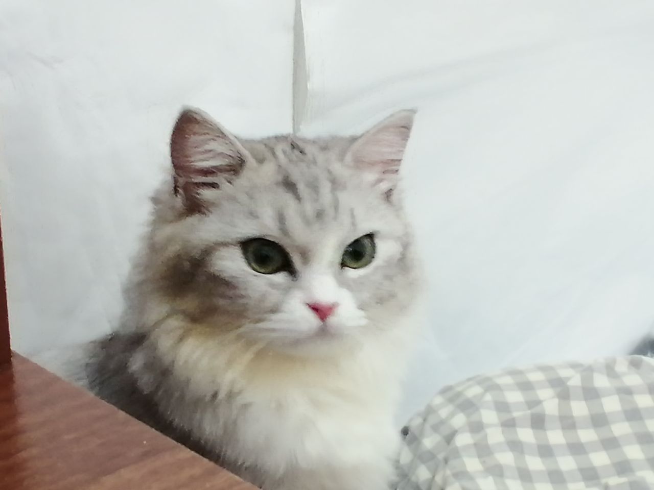 猫图片|宠物猫|猫咪|