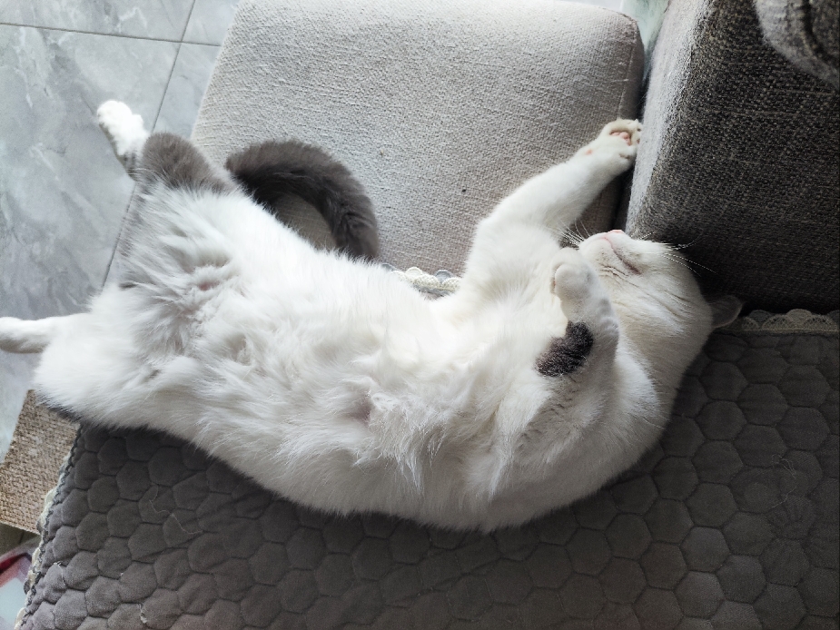 猫图片|宠物猫|猫咪|