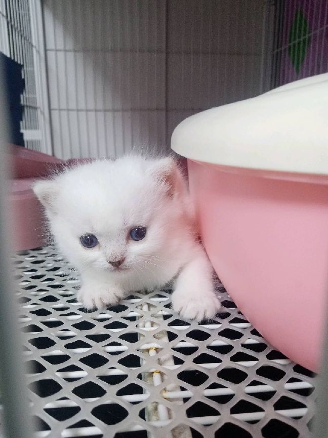 猫图片|宠物猫|猫咪|