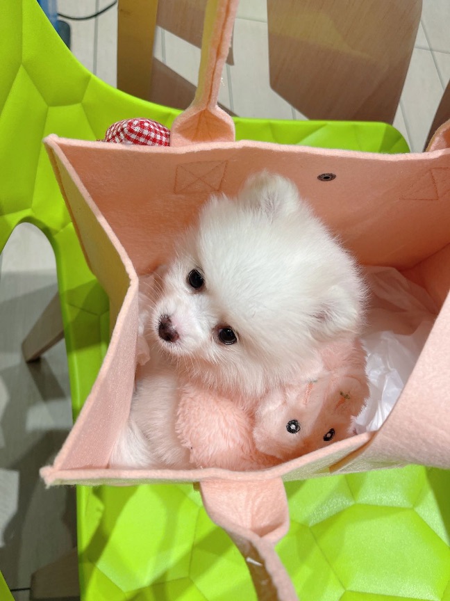 猫图片|宠物猫|猫咪|