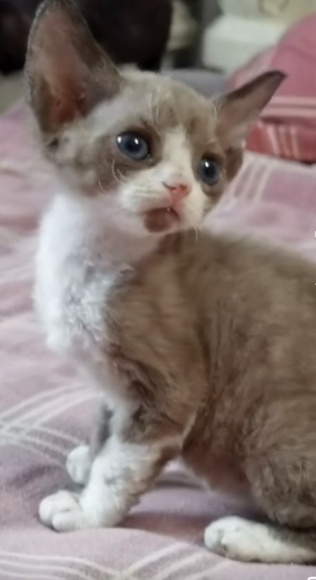 猫图片|宠物猫|猫咪|