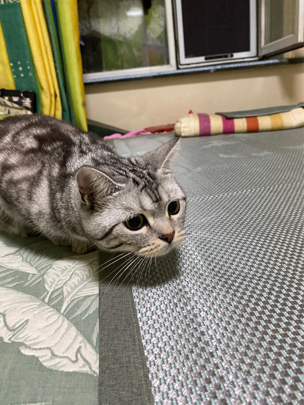 猫图片|宠物猫|猫咪|