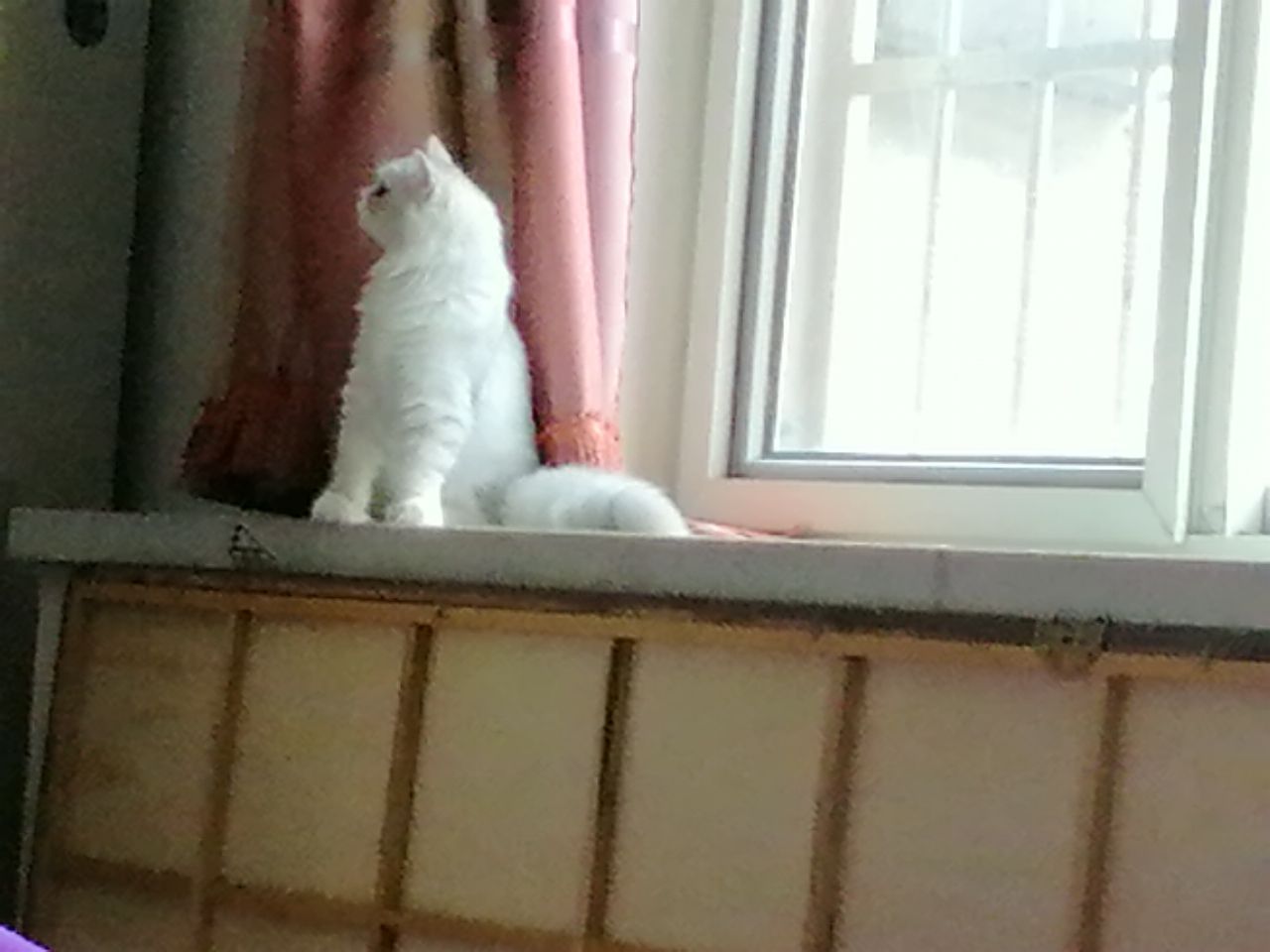 猫图片|宠物猫|猫咪|