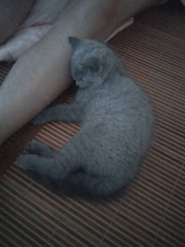 猫图片|宠物猫|猫咪|