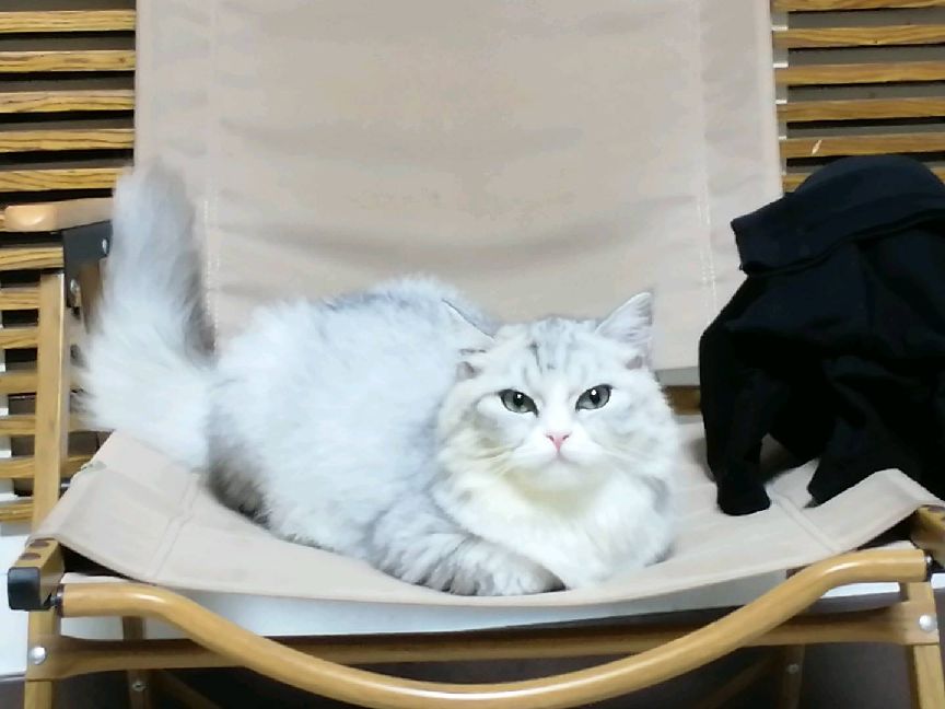 猫图片|宠物猫|猫咪|