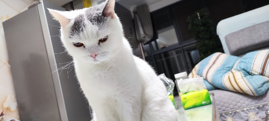 猫图片|宠物猫|猫咪|