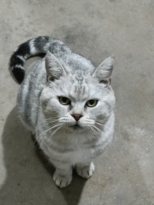 猫图片|宠物猫|猫咪|