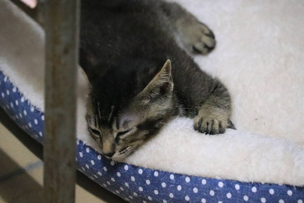 猫图片|宠物猫|猫咪|