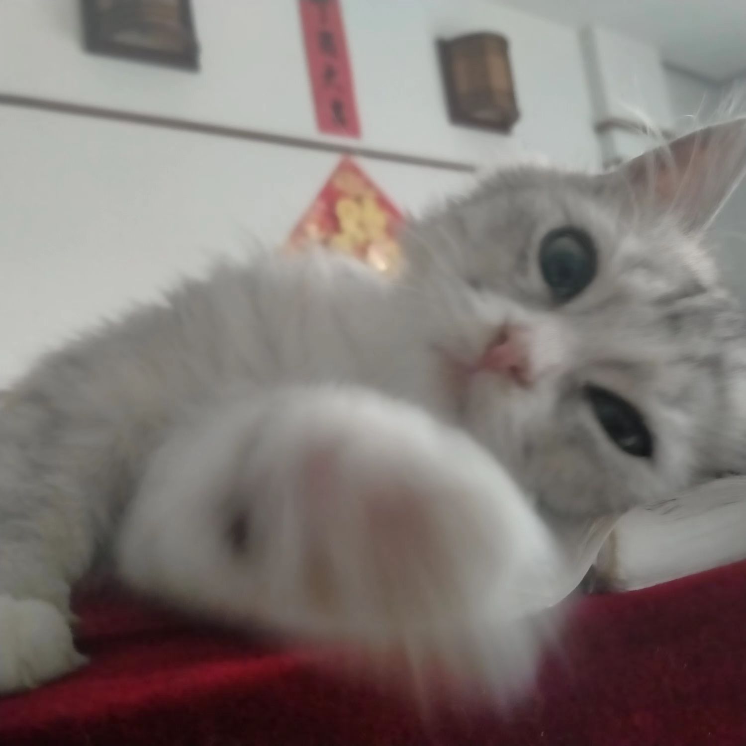 猫图片|宠物猫|猫咪|