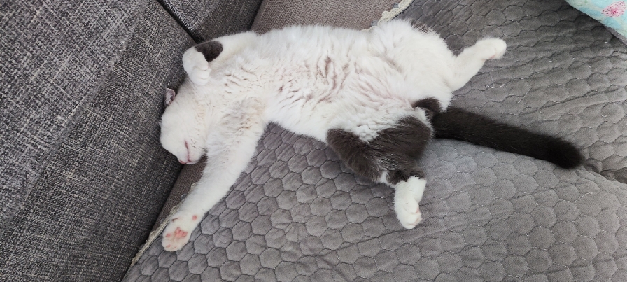 猫图片|宠物猫|猫咪|