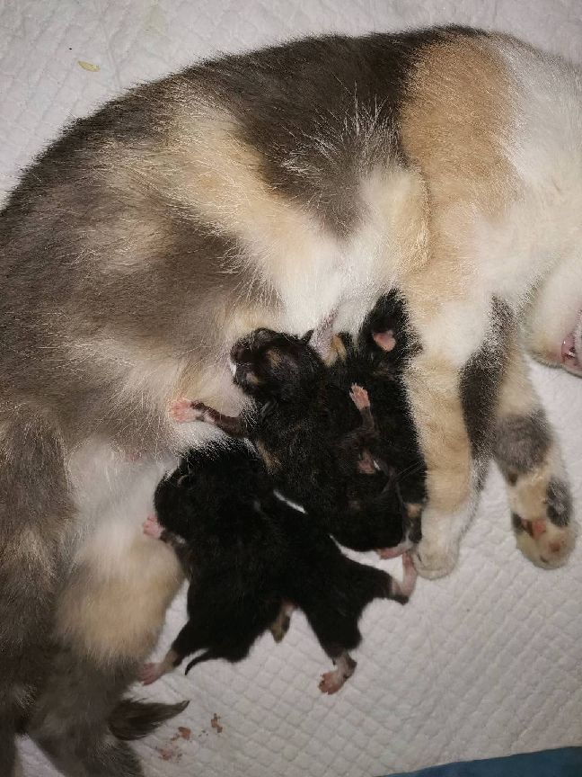 猫图片|宠物猫|猫咪|