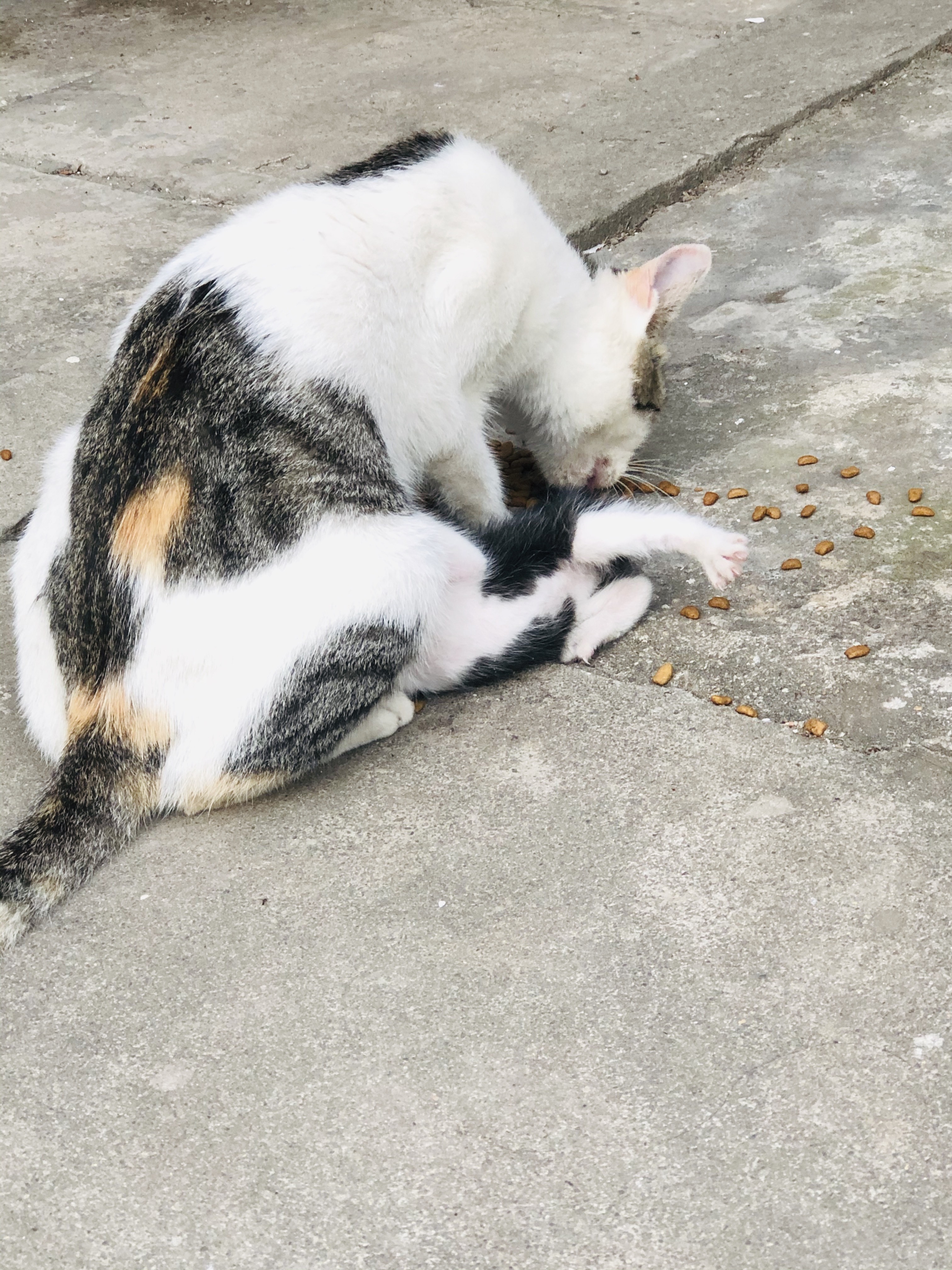 猫图片|宠物猫|猫咪|